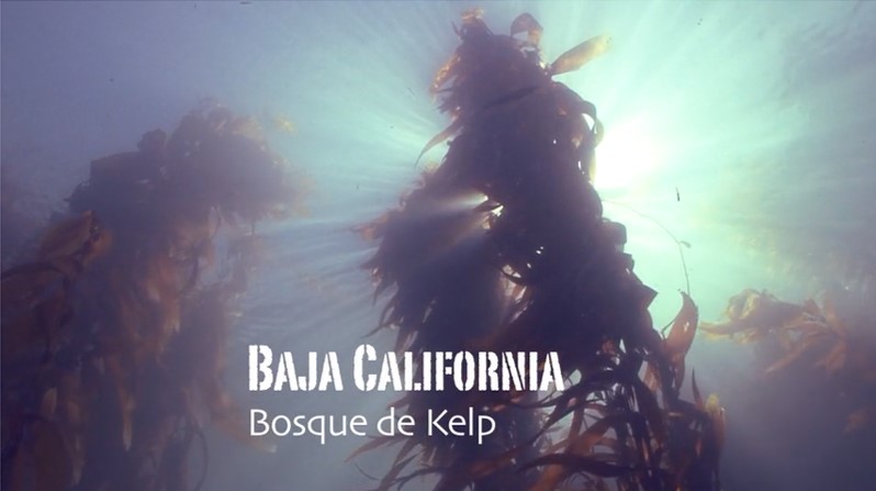 Bosque de kelp&nbsp;b.c.n.