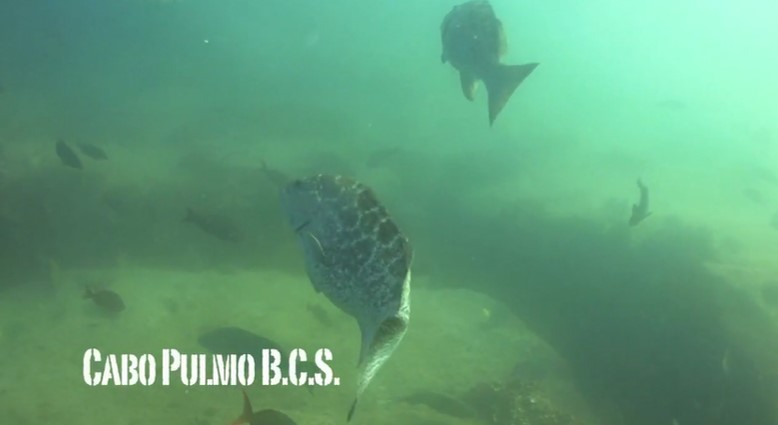 cabo pulmo, «el acuario del&nbsp;mundo»